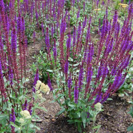 Salvia nemorosa 'Blaukönigin' - Sauge des bois violette