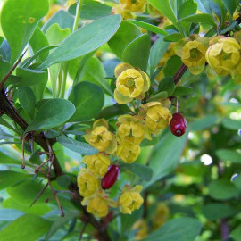 Berberis vulgaris - Epine-vinette à fruits rouges comestibles