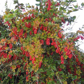 Berberis vulgaris - Epine-vinette à fruits rouges comestibles