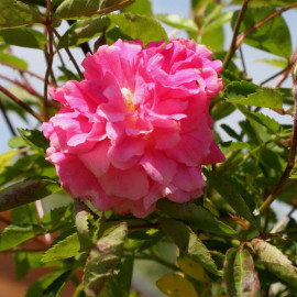 Rosa banksiae 'Rosea Plena' - Rose de banks grimpant - Rosier de mai