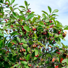 Aronia arbutifolia 'Brilliant' - Aronie à fruits rouges