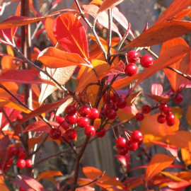 Aronia arbutifolia 'Brilliant' - Aronie à fruits rouges