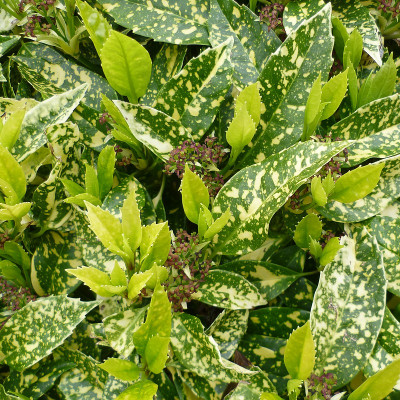 Aucuba japonica 'Crotonifolia' - Aucuba du Japon panaché à feuilles de Croton