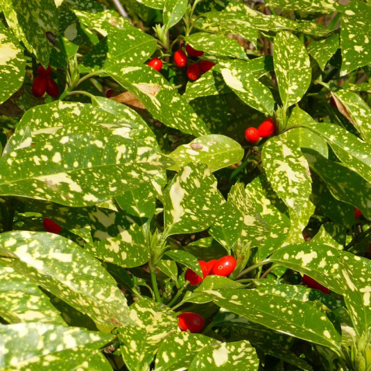 Aucuba japonica 'Crotonifolia' Vente Aucuba panaché feuilles de Croton