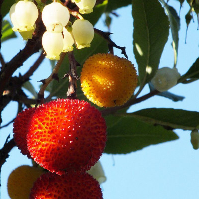 Arbutus unedo - Arbousier - Arbre aux fraises - Arbouse rouge