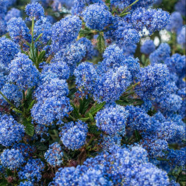 Ceanothus 'Autumnal Blue' - Céanothe persistante d'été - Lilas de Californie bleu