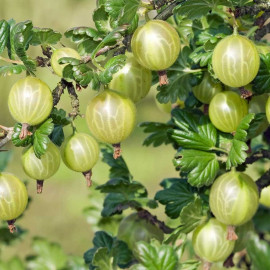 Ribes uva-crispa 'Whitesmith' - Groseillier à maquereaux blanc