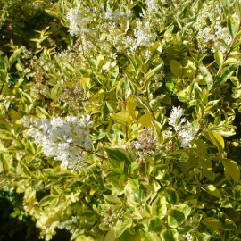 Ligustrum ovalifolium 'Aureum' - Troène de Californie panaché