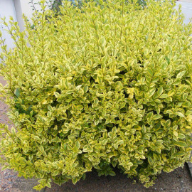 Ligustrum ovalifolium 'Aureum' - Troène de Californie panaché