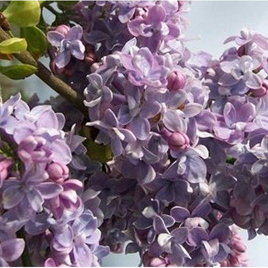 Syringa vulgaris 'President Grevy' - Lilas bleu lavande fleurs doubles