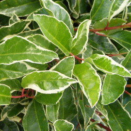 Prunus lusitanica 'Variegata' - Laurier du Portugal panaché - Prunier des Açores vert et blanc
