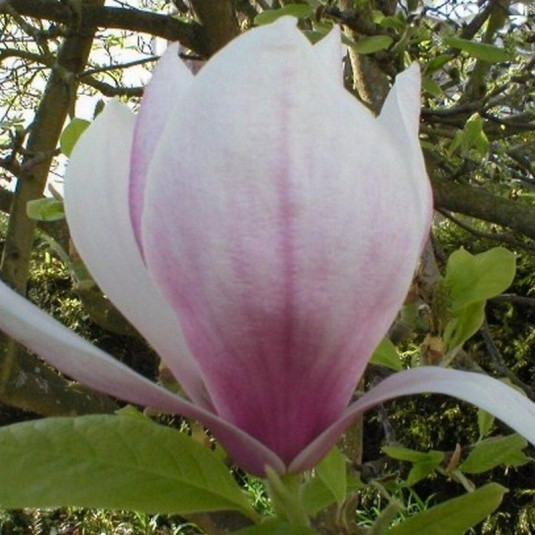 Magnolia soulangeana - Magnolia de Soulange-Bodin
