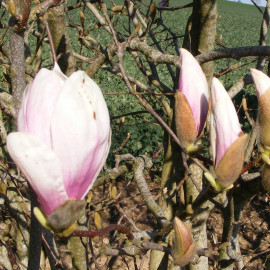 Magnolia soulangeana - Magnolia de Soulange-Bodin