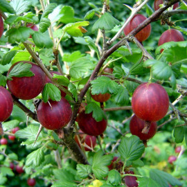 Ribes uva-crispa 'Captivator' - Groseillier à maquereau rouge