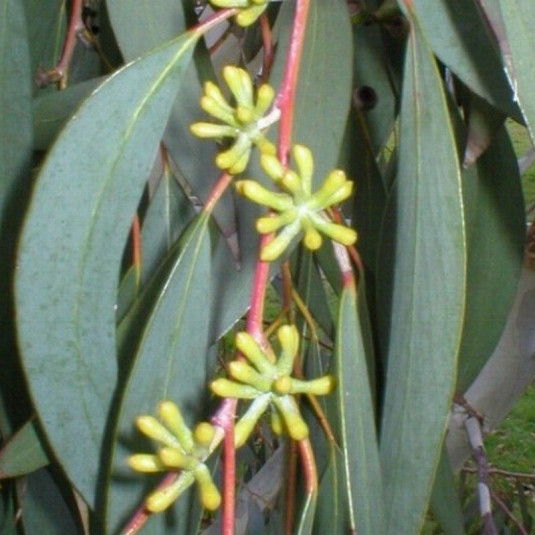 Eucalyptus parvifolia - Gommier - Arbre au Koala