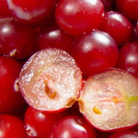 Vaccinium macrocarpon 'Big Pearl' - Canneberge à gros fruits - Cranberry du Canada