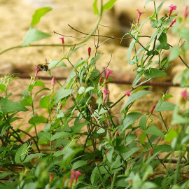 Jasminum beesianum - Jasmin rose parfumé - Jasmin nid d'abeilles