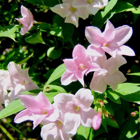 Jasminum stephanense - Jasmin rose hybride parfumé