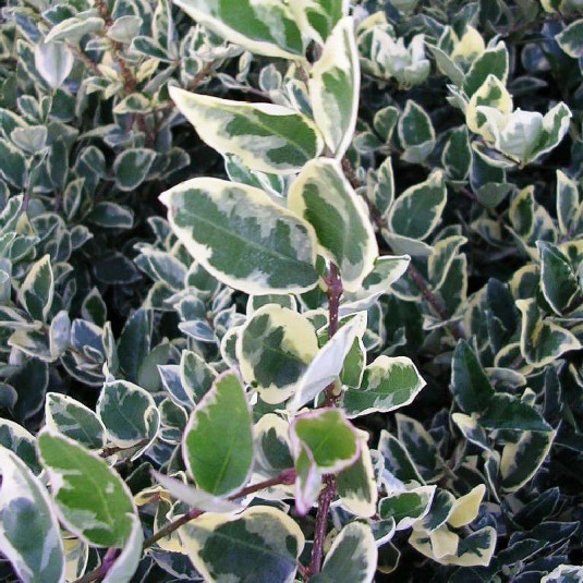 Ligustrum japonicum 'Texanum Silver Star' - Troène du Texas panaché jaune