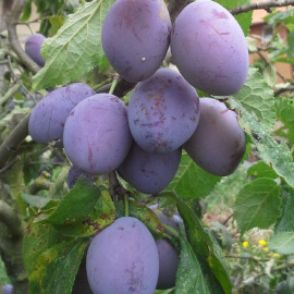Prunier 'Belle de Louvain' - Prunus domestica violet - Prune culinaire