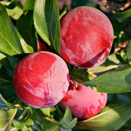 Prunier 'Mirabelle Ruby' - Prunus domestica rouge colonnaire