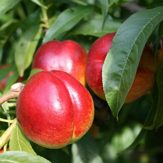 Pêcher 'Madame Blanchet' - Prunus nucipersica - Nectarinier AUTOFERTILE - Nectarine