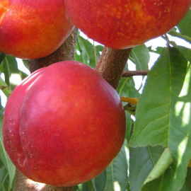 Pêcher 'Madame Blanchet' - Prunus nucipersica - Nectarinier AUTOFERTILE - Nectarine