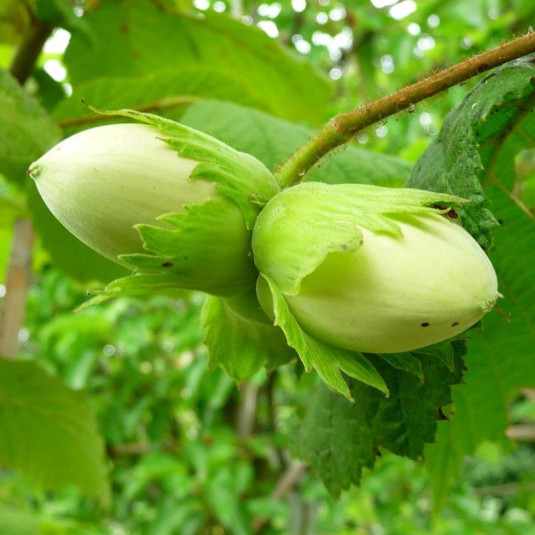 Noisetier Merveille de Bollwiller - Noisetier à Gros Fruits - Plants de Petits Fruits Noisetier Merveille de Bollwiller - Noisetier à Gros Fruits - Plants de Petits Fruits
