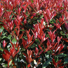 Photinia fraseri 'Carré Rouge' - Photinia rouge - 'Laurier' compact