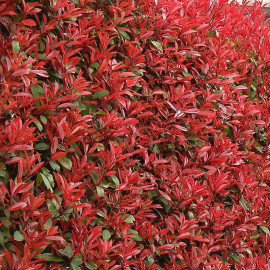 Photinia fraseri 'Carré Rouge' - Photinia rouge - 'Laurier' compact