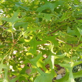 Quercus palustris - Chêne des marais