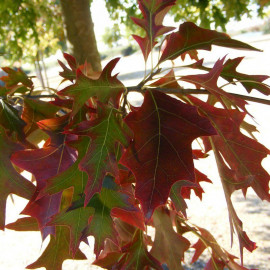 Quercus palustris - Chêne des marais