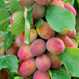 Prunier 'Victoria' - Prunus domestica 'Reine Victoria' - Prune rose