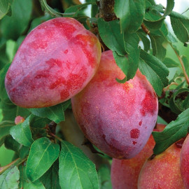Prunier 'Victoria' - Prunus domestica 'Reine Victoria' - Prune rose