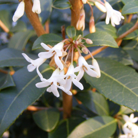 Osmanthus burkwoodii - Osmanthe de Burkwood - Osmarea blanc parfumé