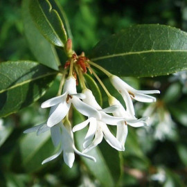 Osmanthus burkwoodii - Osmanthe de Burkwood - Osmarea blanc parfumé