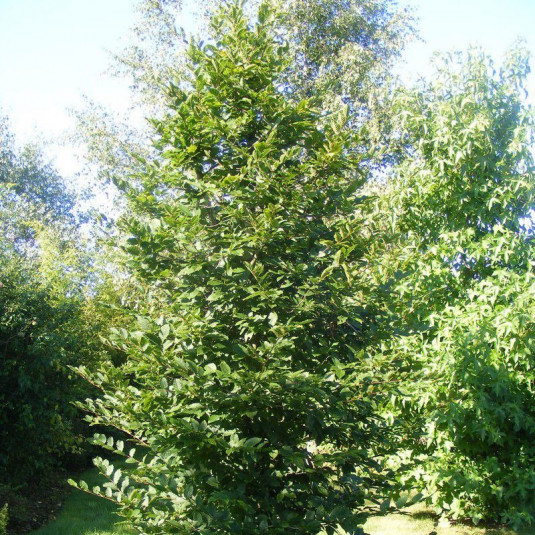 Carpinus betulus - Charme - Charmille en racines nues