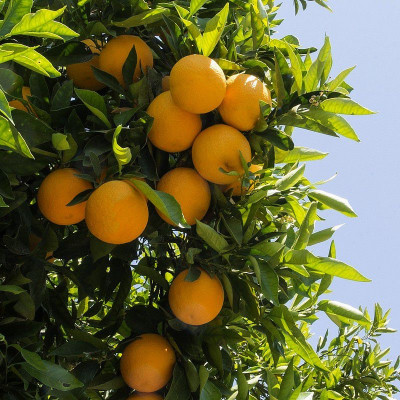 Citrus x aurantium- Orange amère - Oranger bigaradier