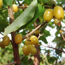 Cornus mas 'Jantarnyj' * - Cornouiller mâle à gros fruits jaunes