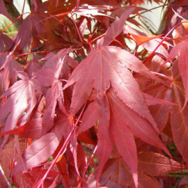 Acer palmatum 'Atropurpureum' - Erable du Japon pourpre