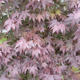 Acer palmatum 'Atropurpureum' - Erable du Japon pourpre