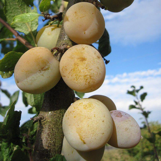 Prunier 'Reine-Claude dorée' - Prunus domestica