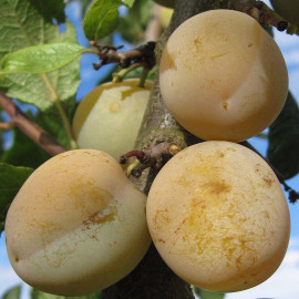 Prunier 'Reine-Claude dorée' - Prunus domestica