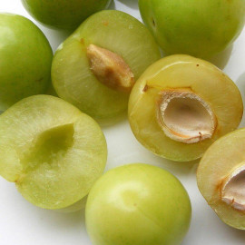 Prunier 'Reine-Claude dorée' - Prunus domestica vert