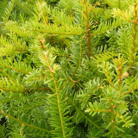 Taxus baccata - If commun