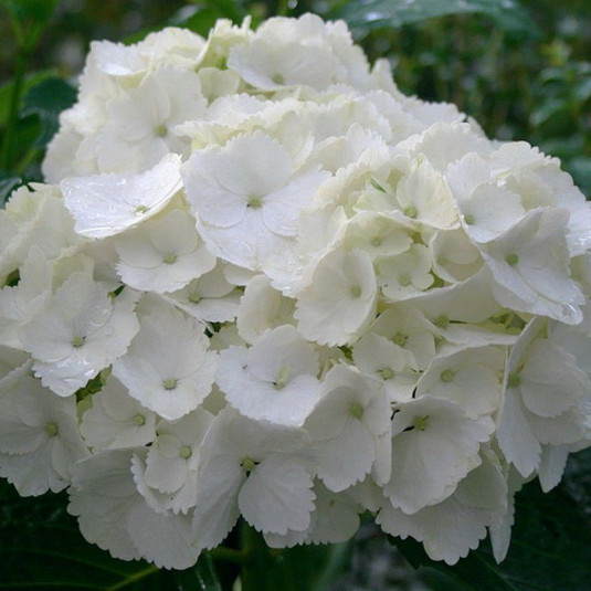 Hydrangea macrophylla 'Soeur Therese' - Hortensia de jardin à boule blanche