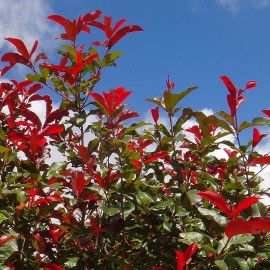 Photinia fraseri 'Red Select' - "Laurier" à feuilles rouge vif