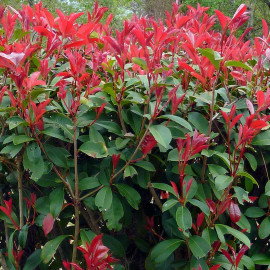 Photinia fraseri 'Red Select' - "Laurier" à feuilles rouge vif