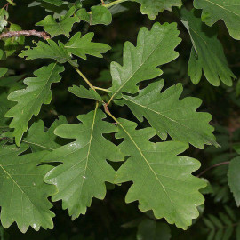 Quercus petraea - Chêne rouvre - Chene sessile - Chêne noir