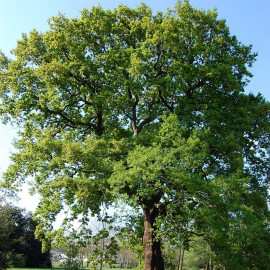 Quercus petraea - Chêne rouvre - Chene sessile - Chêne noir